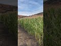 حصاد الذرة بالطريقة التقلديةً المنجل