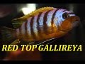 Red top gallireya zebra  lake malawi mbuna african cichlid