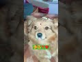 #comedy 😅😂🤣 #funny #vairal #tarndeng #cute #puppy #love #shortvideo#pets#petlover#cutedog #funnyreel