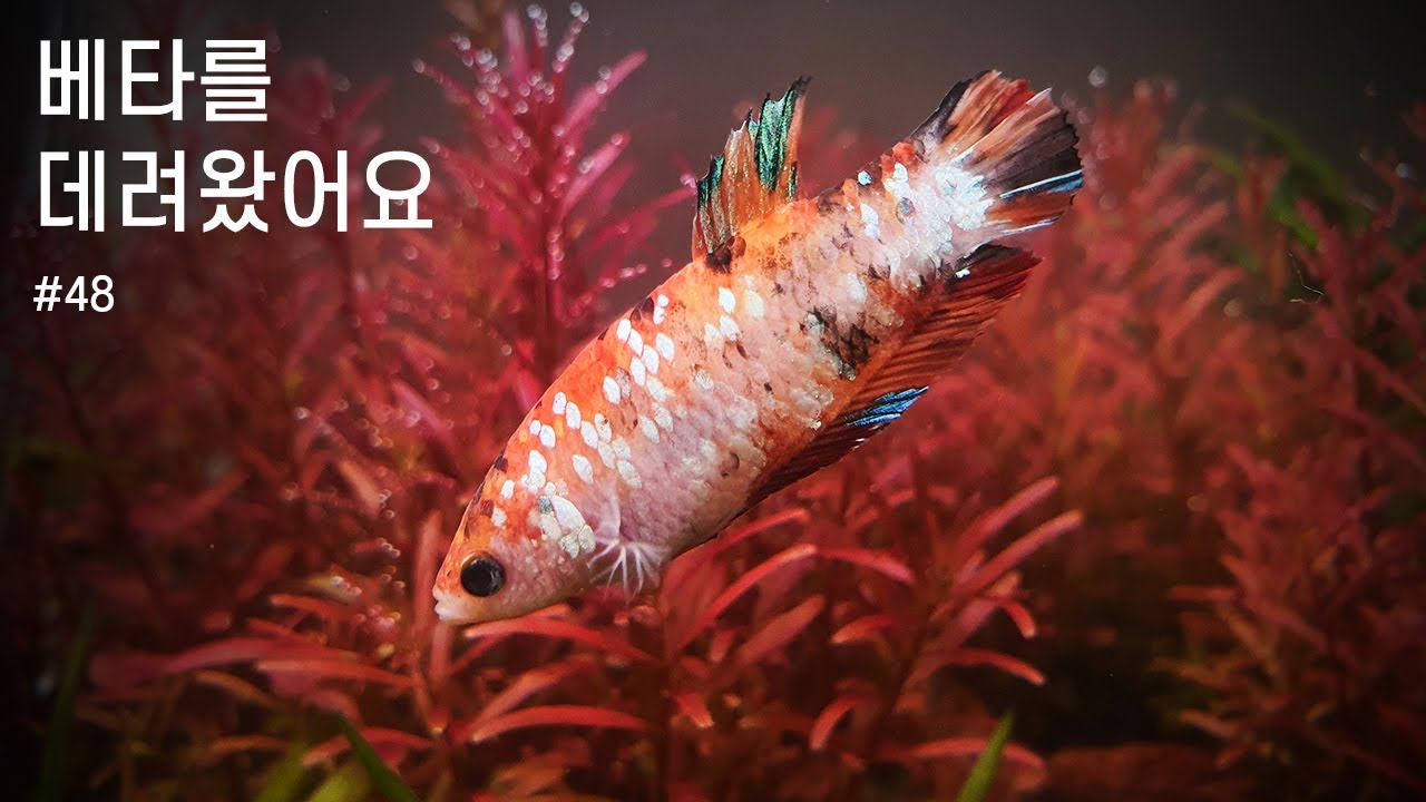 세러데이 아쿠아에서 베타를 데려왔어요 | Saturday Aqua | 수족관 탐방 #06