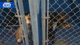 Florence County Animal Services launches rehoming and managed intake program