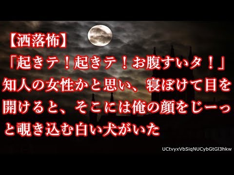 【洒落怖】「起きテ！起きテ！お腹すいタ！」知人の女性かと思い、寝ぼけて目を開けると、そこには俺の顔をじーっと覗き込む白い犬がいた【怖話】