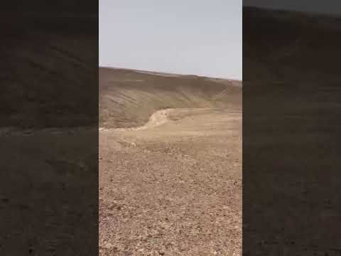 صيد غزال البدن Shorts