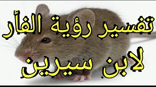 تفسير رؤية/ الفأر في الحلم لابن سيرين