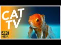 TV FOR CATS 📺 - 20 Hour Underwater Swimming - Fish Video for Cats in 4K!