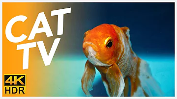 TV FOR CATS 📺 - 20 Hour Underwater Swimming - Fish Video for Cats in 4K!