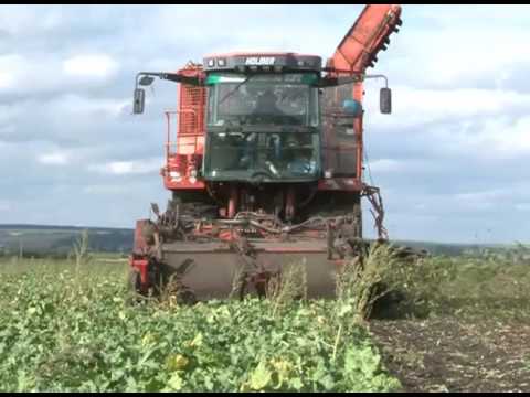 Плод сладкий, работа нелегкая 