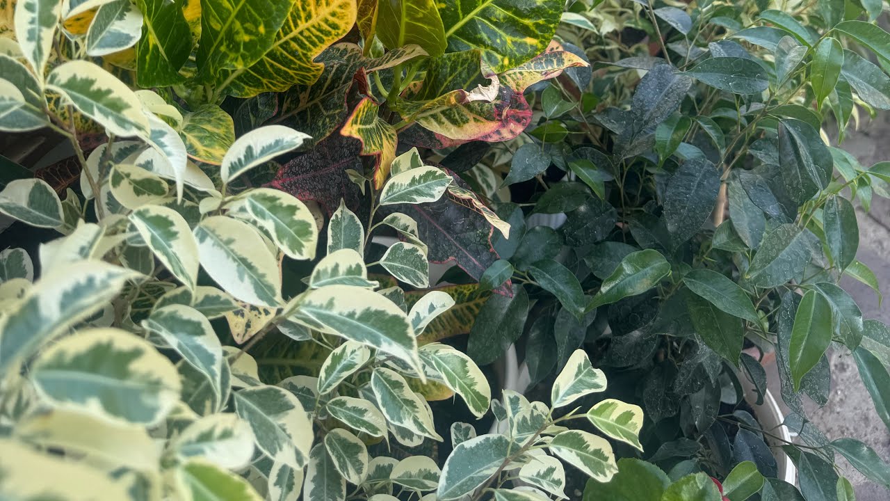 Қысқы бақтағы жұмыс 🌺🌺🌺🌺🌺