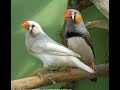 صوت لتحفيز طائر الزيبرا (البنغالي) على التزاوج