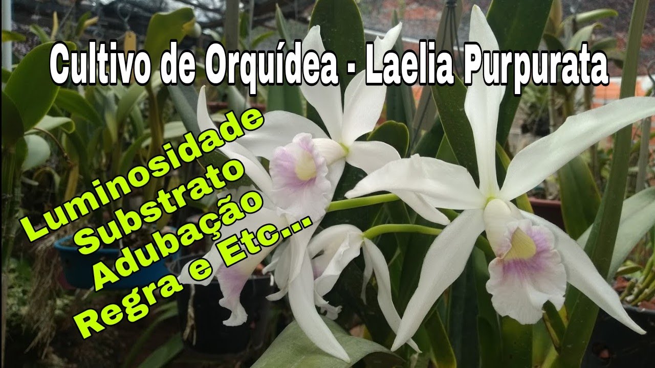 Como Cultivar Orquídea Laelia Purpurata, Veja👆🏼 - thptnganamst.edu.vn