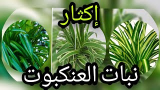 ‍أنجح طريقة لإكثار نبات العنكبوتونصائح للعناية به spider plant الفلانجيوم  Chlorophytum  comosum