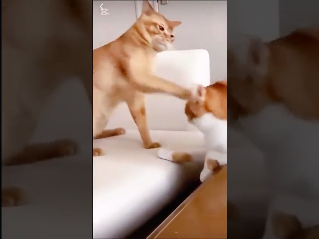 Funny Kung Fu 🐱❤️💕. #pets