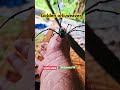 Golden orb weaver spider