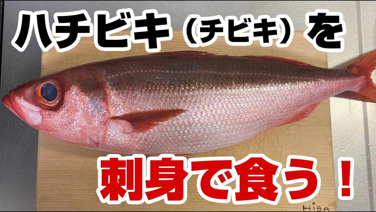 全長60cmオーバー ハチビキ チビキ を捌いて刺身で食べてみた Youtube