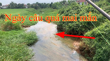 Câu cá lóc dạo ngày câu quá mai mắn #117      #nguyễnsangtv