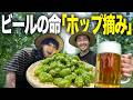 【一期一会】炎天下の中で最高のクラフトビールを作るべく、年に一度の貴重なホップ手摘み体験をしました【感謝】