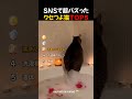 SNSで超バズった / クセつよ猫TOP5