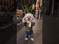 Discover the Unmatched Happiness of Dog Ownership