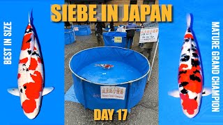 Download Lagu MATURE GRAND CHAMPION \u0026 Best in Size Prizes | Siebe In Japan Day 17 MP3 Download Lagu MATURE GRAND CHAMPION \u0026 Best in Size Prizes | Siebe In Japan Day 17 MP3