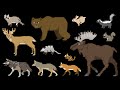 North American Forest Mammals: Nature's Diverse Creatures