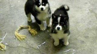 Alaskan Malamute Pups for sale $850.00