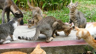 Friendly Animals, Dog And Cats Are Friendly Eating Food