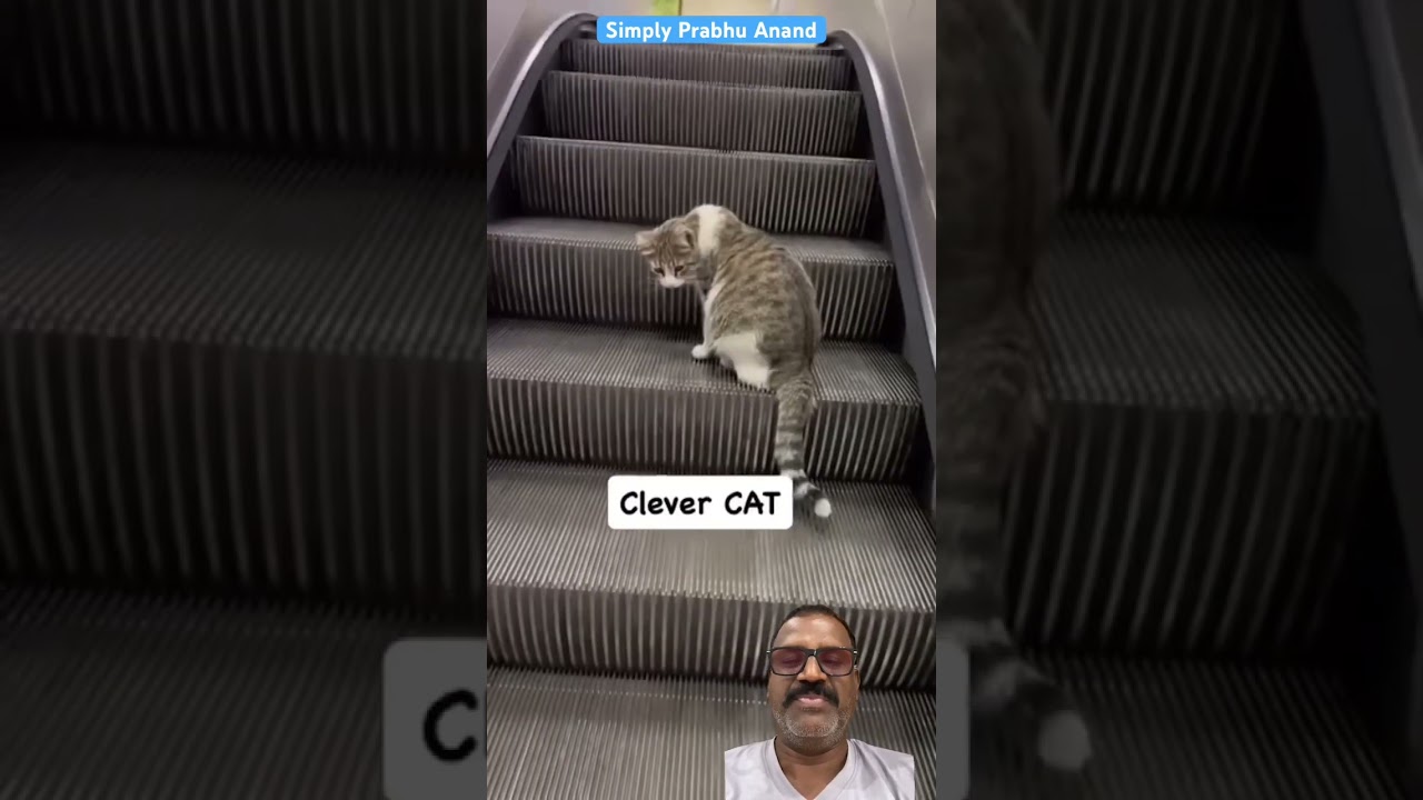 # clever cat viral video # latest trending video # cat movement # trending video