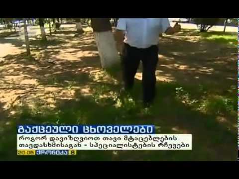 \"წადი! წადი!\" - როგორ შევაშინოთ ნადირი: ქოცხის რჩევა \"იმედზე\"