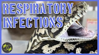 Respiratory Infections in Snakes  Signs, symptoms and treatment