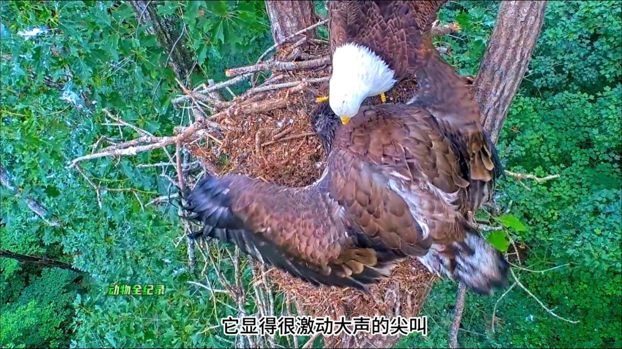 我们所关注的有三只幼崽的雕巢现在都啥情况？快跟我来看看吧！