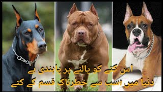 The World Dangerous Dogs Muhammad Umar Tv