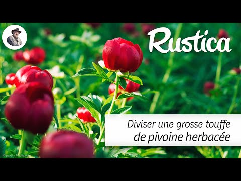 Vidéo: Pivoine Lacto-fleurie