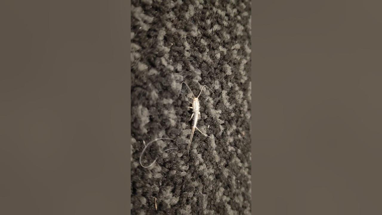 A little silverfish in work YouTube