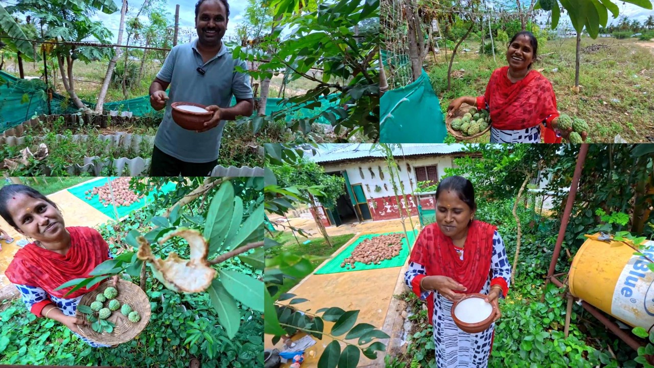 இன்னைக்கு அறுவடை பண்ணி பழைய சோறு திராச்சைமிளகாய்னு  சூப்பரா முடிந்ததுங்க நாள்😍 ||  INDIAKUTTY