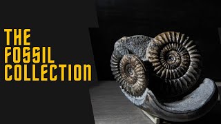 My 180 Million Year Old Fossil Collection!