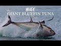 Unbelievable giant bluefin tuna chasing garfish in south devon