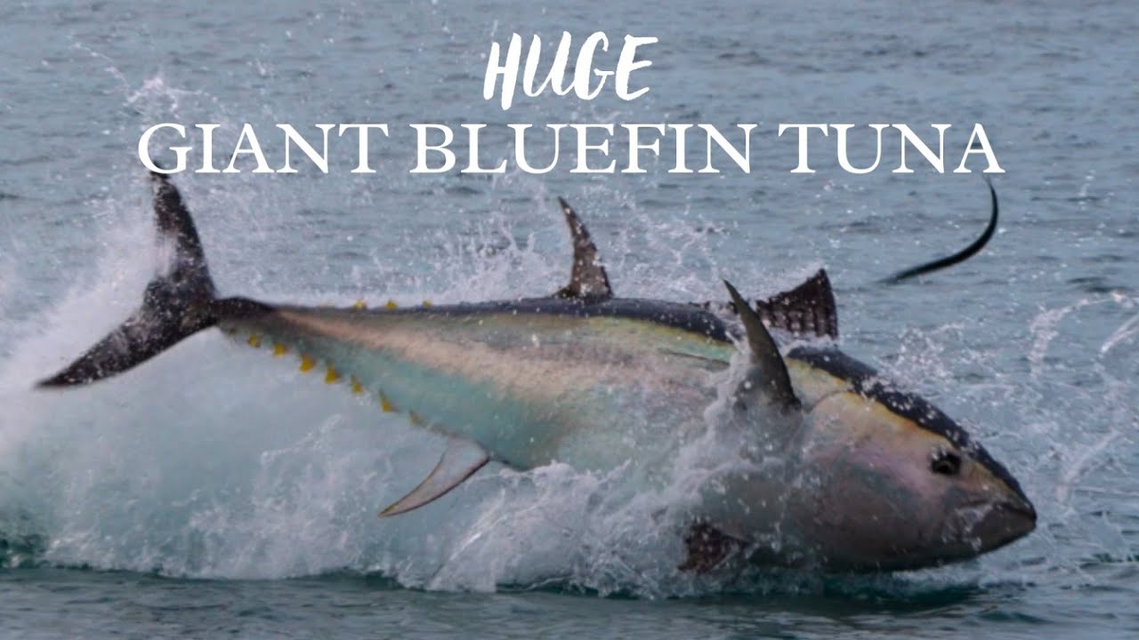 Giant Bluefin Tuna Chasing Fish Off England's South Coast