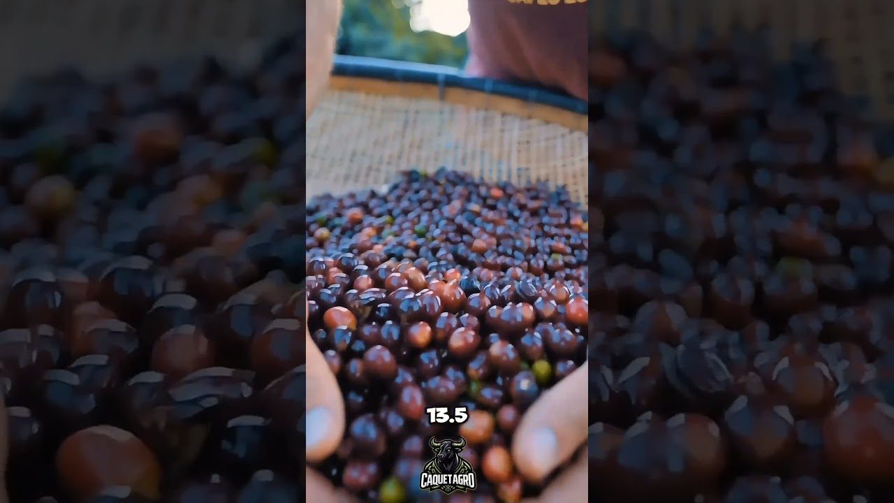 Los 5 Productos más Cultivados en Colombia 🌽🍉 Parte 1