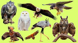 Learn Birds of Prey in Japanese | Listen and Repeat eagle, hawk, owl Vocabulary