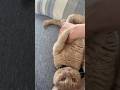 【くむちゃん】お腹撫でられるの大好きな1歳のミヌエット