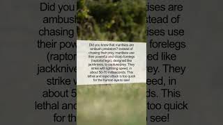 Incredible Fact: How the Mantises Capture Prey - Nature's Perfect Predators #shorts