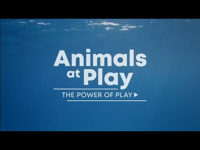 Apps, The Power of Play