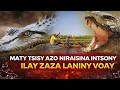 MATY TSISY AZO NIRAISINA INTSONY ILAY ZAZA LANINY VOAY