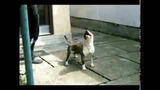 Bull Terrier Gea-Junior Champion Of Serbia