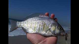 Surf Fishing with Grubs, Gulp and DuraScent Baits
