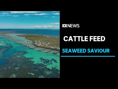 Wa has completed its first commercial harvest of a unique seaweed off the geraldton coast abc news