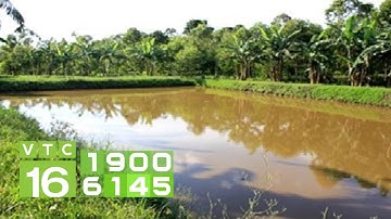 Nước ao nuôi cá bị đục: Nguyên nhân và cách khắc phục I VTC16