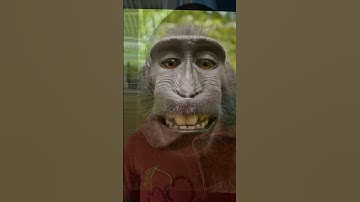 Maira lagi suka monyet nih #viral #maira #trending #youtubeshorts  #monyet #monyetlucu #monkey