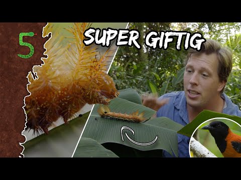 Video: Welke Giftige Vogels Zijn Er?