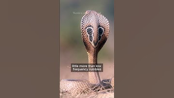 Thumbnail of Why do Snakes Dance to the Flute? #cobra #snake #dance